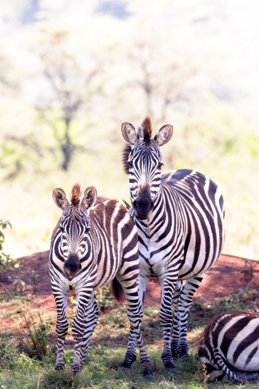 Zebras im Morgenlicht in Kenia